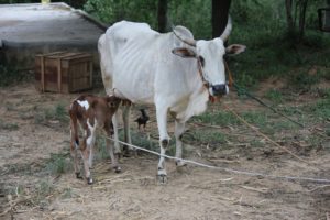 Just born calf! at Navadarshanam