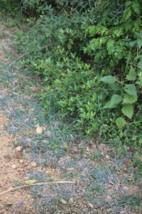 Purple haze grass! at Navadarshanam